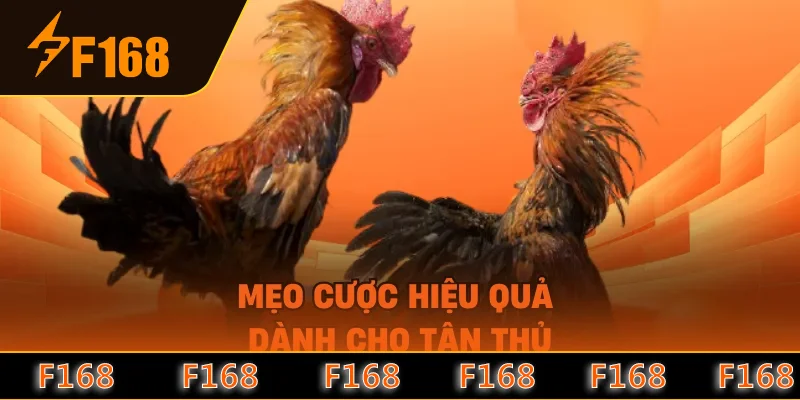 Mẹo cược hiệu quả dành cho tân thủ Mẹo cược hiệu quả dành cho tân thủ