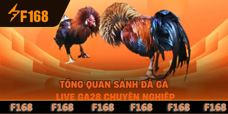 Tổng quan sảnh đá gà live GA28 chuyên nghiệp Tổng quan sảnh đá gà live GA28 chuyên nghiệp