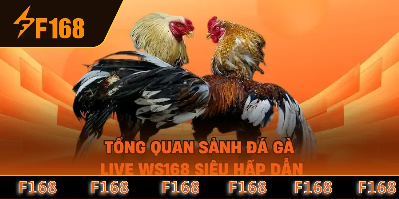 Tổng quan sảnh đá gà live WS168 siêu hấp dẫn Tổng quan sảnh đá gà live WS168 siêu hấp dẫn